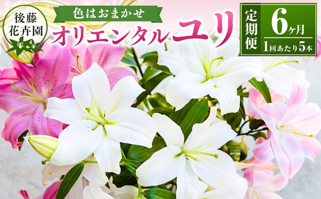 
            後藤花卉園 オリエンタルユリ 2024年12月から2025年6月お届け ゆり ユリ 百合 花 お花 植物 ギフト 贈り物 プレゼント 鑑賞用 記念日 冷蔵 福岡県 うきは市
          