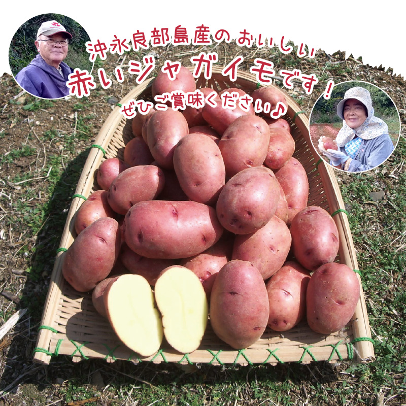 【1月お届け】人気の赤いジャガイモ　てれやさん　乳酸菌育ち！！