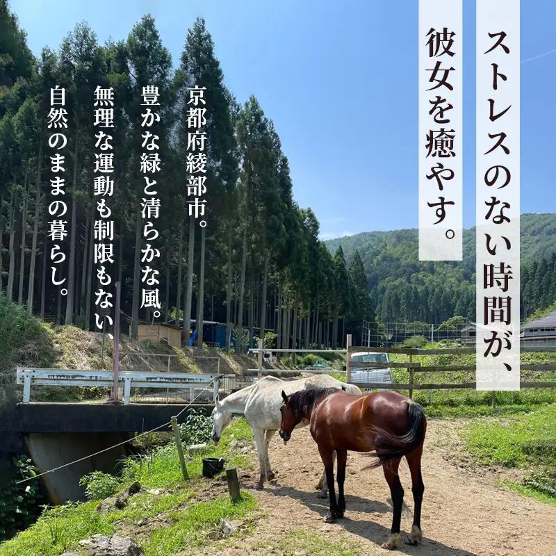 引退馬 飼育支援：寄付金額500,000円（返礼品なし）