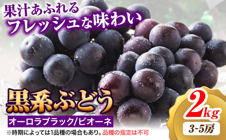 【2026年先行予約】黒系ぶどう 2kg ピオーネ オーロラブラック 岡山県産 3房 ~ 5房《2026年9月上旬-9月中旬頃より発送》ひらた農園 黒系ぶどう 送料無料 岡山県 浅口市 ぶどう フルーツ 果物 贈り物 ギフト 国産 くだもの 果物 青果物 食べ比べ セットst-p