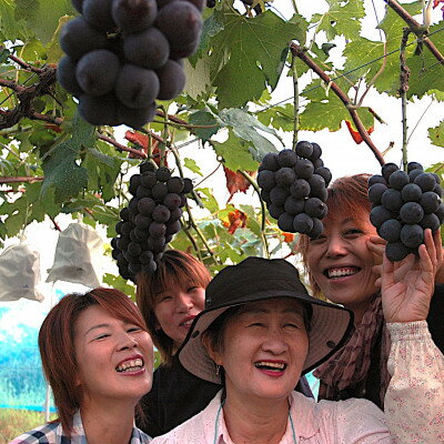 【ふるさと納税】訳あり【2026年度発送分】早起き農家の直送便　ニューピオーネ2kg以上【配送不可地域：離島・北海道・沖縄県】【1625970】