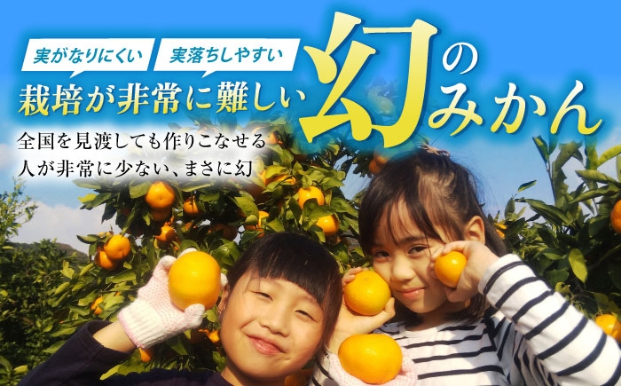 【全2回定期便】旬のフルーツ定期便（みかん・いちご） 果物 くだもの フルーツ いちご 苺 イチゴ みかん ミカン 定期 贈答