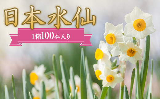 
日本水仙（生花）1箱100本入り 花束 ギフト F22X-112
