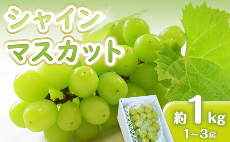 シャインマスカット 1kg　(1～3房)【香川県産 大粒 種なし 葡萄 ぶどう フルーツ 国産】