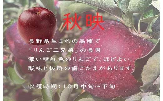 【2025年 収穫分】【2025年 先行予約】長野 麻績村 りんご 秋映 期間限定 特選品 3kg ギフト 自宅用 贈り物 自宅用にも ギフトにも 堤 みどりや 秋映 産地直送 新返礼品 令和7年 収穫分