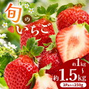 【ふるさと納税】熊本県産 旬の いちご 選べる 内容量 約 1kg （250g ×4P） 1.5kg （250g ×6P） | フルーツ 果物 くだもの 苺 イチゴ 旬 熊本 熊本県 玉名 玉名市