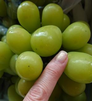 A037 ぶちうま！フルーツ定期便(12回コース)