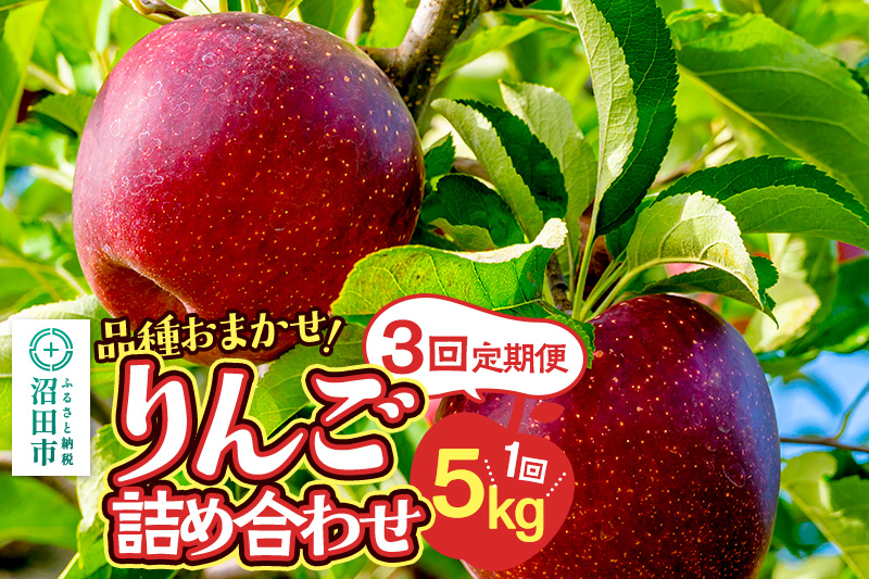 《10月上旬〜開始》定期便 品種おまかせ りんご詰め合わせ 1種5kg×3回 真田りんご園