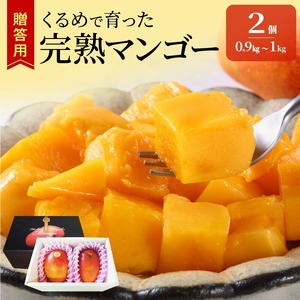 【2026年6月以降お届け】くるめで育った完熟マンゴー（2個：約0.9～1kg）_先行予約 贈答用 完熟マンゴー 2個 約 0.9kg ～ 1kg 久留米産 完熟 マンゴー 国産 とろける 甘さ フルーツ トロピカルフルーツ 果物 デザート 冷蔵 クール便 倉重農園 お取り寄せ お取り寄せフルーツ 福岡県 久留米市 送料無料 〔Fm014〕