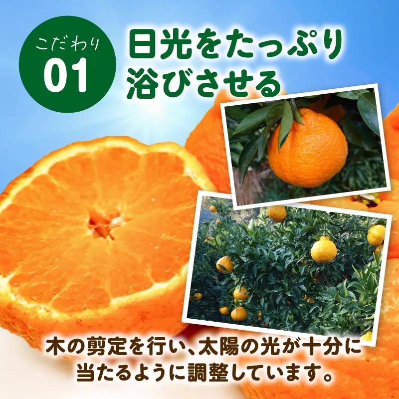 S153-001_天草産 不知火 約3kg