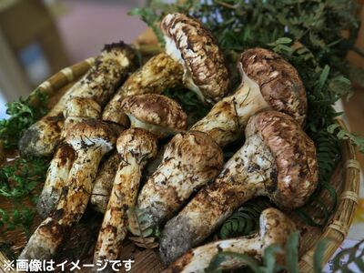 F01　松茸