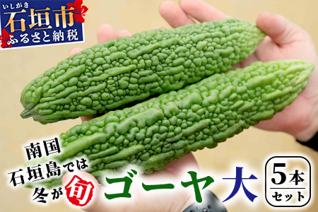 南国石垣島では冬が旬！朝採れ「ゴーヤ」大5本セット！減農薬！最優秀賞受賞の農家から！OI-9