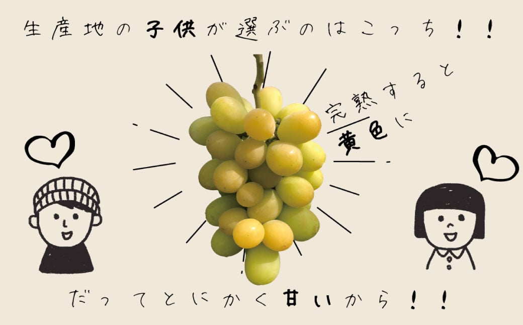 でも、生産地の子供に愛されるのはこんな黄色のシャインマスカットなんです！とにかく甘いから！