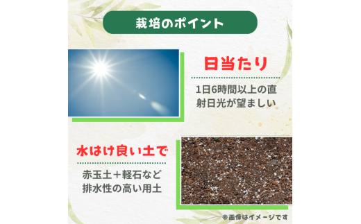 ミツバハマゴウ　プルプレア ／ ミツバハマゴウ プルプレア 植物 観葉植物 鉢植え