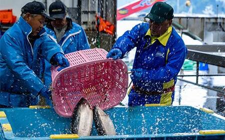≪発送期間5月～7月≫三陸やまだオランダ島サーモン×1本（約2kg）【三陸やまだ漁協】【月曜日発送】【沖縄・離島配送不可】三陸山田 山田町 山田湾 山田産 トラウトサーモン 鮭 養殖 刺身 カルパッチ
