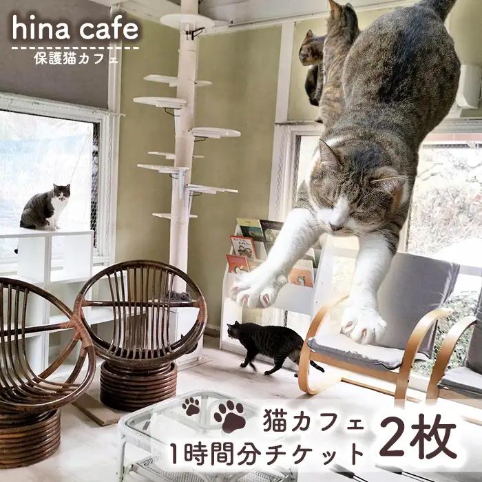 猫ルーム1時間利用チケット2枚 ／ hinacafe 猫カフェ 保護猫 遊び 触れ合い 写真撮影 まったり 癒し 山口県 No.202