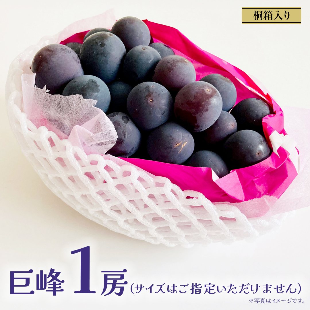 【桐箱入り】 巨峰 １房 (茨城県共通返礼品：大子町) ぶどう 葡萄 ブドウ フルーツ 果物 スイーツ ギフト 贈答用 贈り物 プレゼント