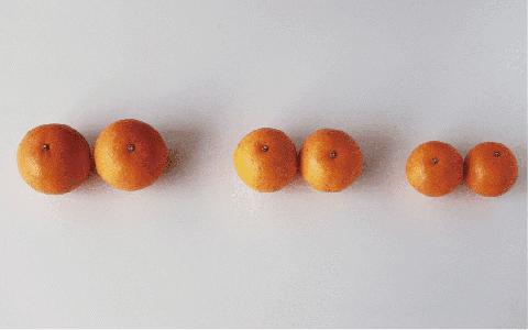 みかん農家坂元さんちのタンカンご家庭用8kg(坂元果樹園/A-056)