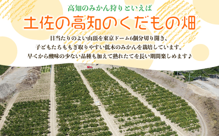 みかん狩り体験チケット 4名分(１０月中旬～１２月中旬頃) - ミカン狩り 蜜柑狩り 柑橘 フルーツ 利用券 旅行 観光 高知県 香南市 kd-0019