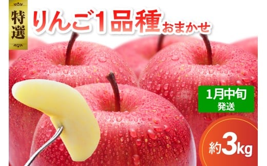 【2026年1月中旬発送】 【特選】 旬の美味しい りんご 約3kg 青森産 【おまかせ1品種】