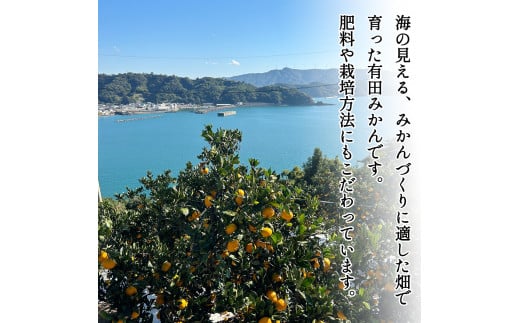 家庭用 有田みかん 和歌山 訳あり わけあり 小玉(2S,3Sサイズ混合) 3kg【9月下旬～1月下旬頃に順次発送】/ みかん フルーツ 果物 くだもの 有田みかん 蜜柑 柑橘【ktn009】