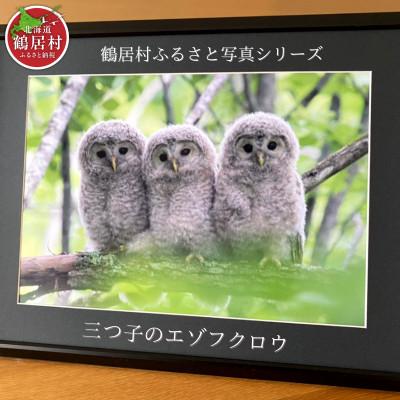 ふるさと納税 鶴居村 農場カメラマンが撮った 北海道鶴居村ふるさと写真シリーズ【三つ子のエゾフクロウ】
