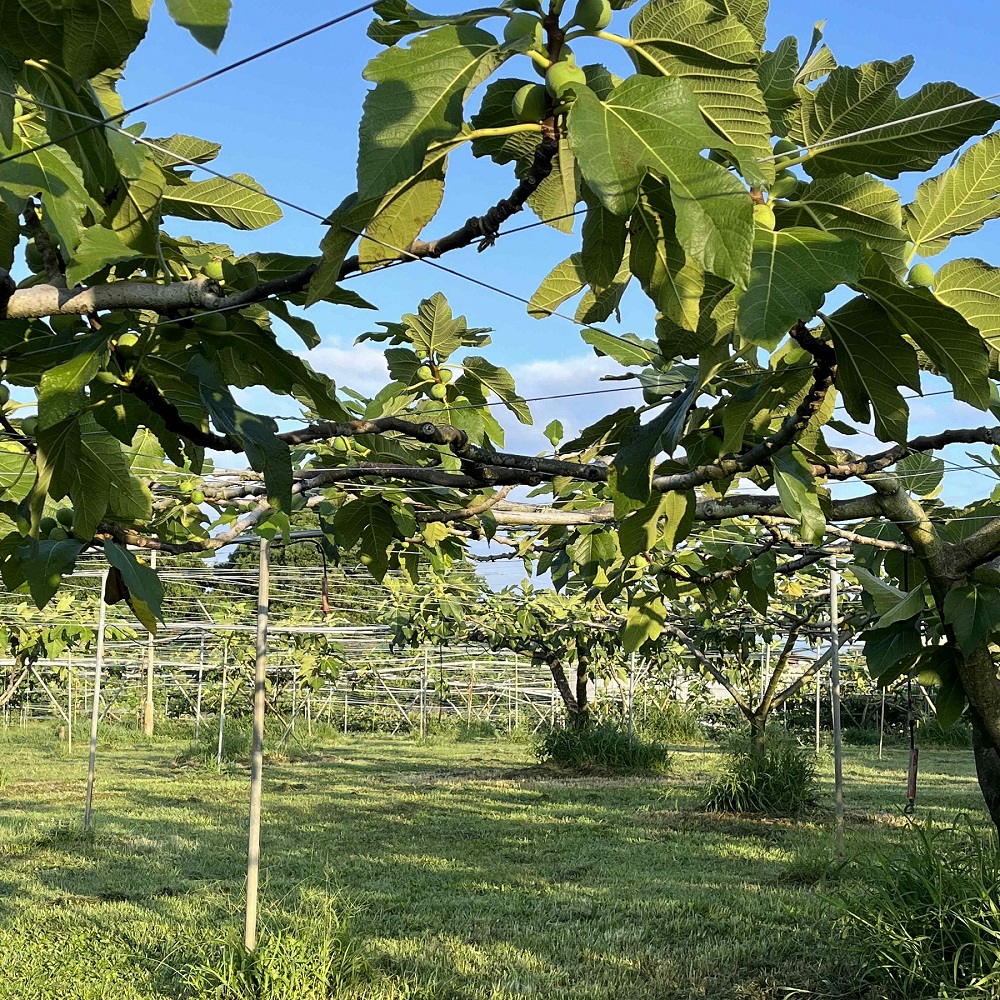 AO-010_【予約・令和６年夏発送】冷凍いちじく2kg