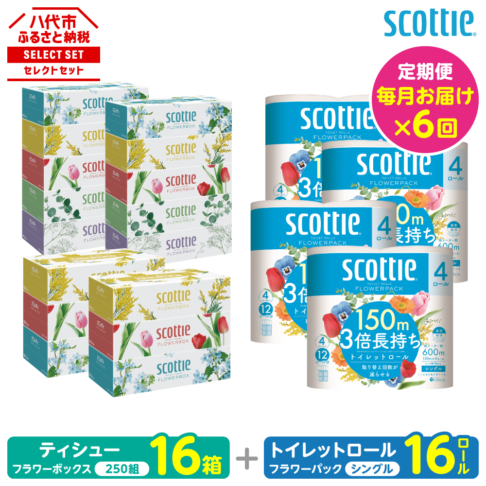 【定期便6回】【毎月お届け】【スコッティ】 組み合わせ ティシュー フラワーボックス 250組 16箱 計96箱 トイレットロール シングル フラワーパック 3倍長持ち 16ロール 計96ロール 備蓄
