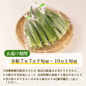 オクラ 800g 令和7年産 おくら 朝採りオクラ 新鮮オクラ 採りたてオクラ オクラ オクラ tsuguchan001