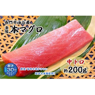 ふるさと納税 長門市 油谷産養殖本マグロ　中トロ柵　200g(1087)
