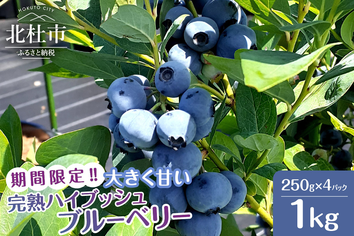 
            【2026年先行予約】6月～7月発送！大きく甘い、完熟ハイブッシュブルーベリー　1kg（250g×4パック） ブルーベリー フルーツ くだもの 冷蔵 期間限定  山梨県 北杜市
          