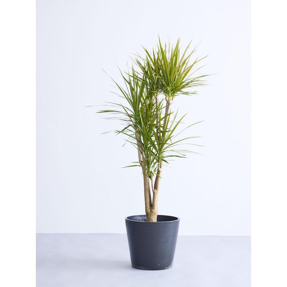 【ふるさと納税】【鉢付き】ドラセナ・コンシンネ Lサイズ【鉢のカラーを選択してください】 | 植物 プラント 人気 おすすめ 送料無料
