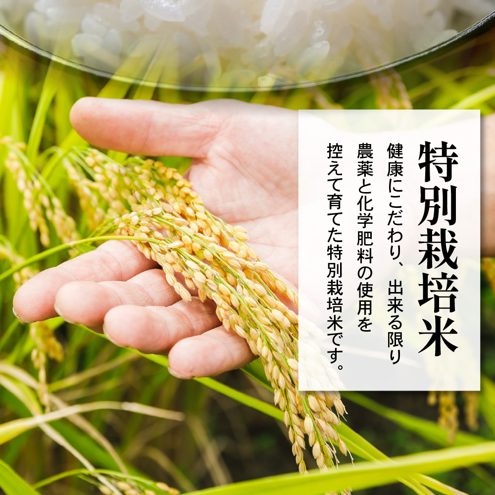 令和7年産 特別栽培米 つや姫 6kg ( 2kg×3袋 )