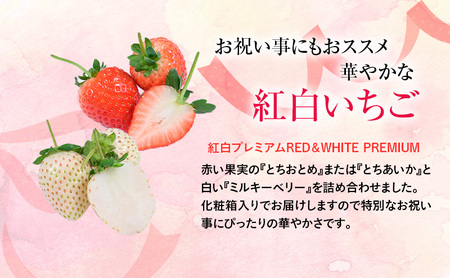 つる付き 紅白プレミアム苺 2パック （3月～5月発送） ｜ いちご 果物 フルーツ 苺 イチゴ くだもの とちあいか ミルキーベリー 朝取り 新鮮 美味しい 甘い ※2026年3月上旬～5月中旬頃に