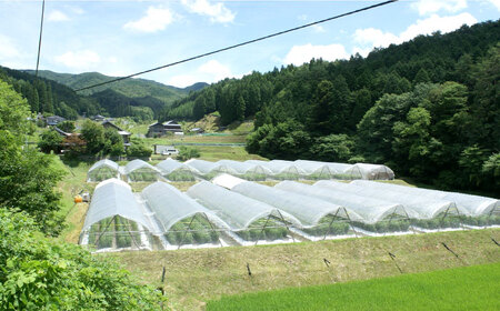石川農園 みんなで飲もっか！トマトジュースセットＥ / 恵那市 / クリエイティブファーマーズ [AUAH003]