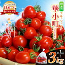 【ふるさと納税】訳あり フルーツトマト 華小町 はなこまち 選べる 1kg / 2kg / 3kg | 野菜 やさい トマト ミニトマト プチトマト ミディトマト 中玉 小玉 中粒 小粒 大小混合 玉名 熊本 とまと