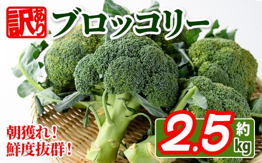 ＜期間限定！2026年2月上旬以降順次発送予定＞＜訳あり＞＜選べる容量＞ 香川県産 ブロッコリー 訳あり (約2.5kg) 【man108】【Aglio nero】