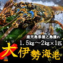 【ふるさと納税】《地魚専門店 鮮魚 魚一さん直送》～徳之島獲れ！“大”伊勢海老（1匹）