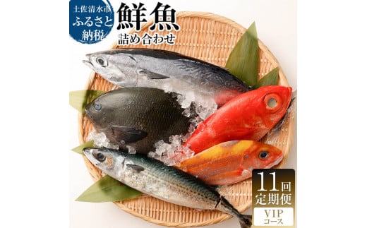 <11回定期便> 季節の鮮魚 おまかせお楽しみセット （ＶＩＰコース）鮮魚 ボックス 詰め合わせ 天然魚 食べ比べ 魚介類 海鮮料理 魚 新鮮 刺し身  お楽しみ 定期便 11ヶ月 高知 【J00056】