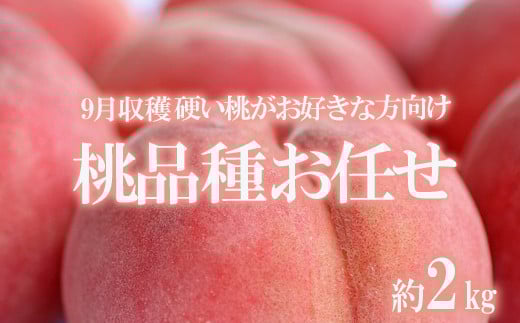 No.1817たかはし果樹園の桃　9月収穫 福島市産 白桃 品種 おまかせ (川中島白桃、ゆうぞら、さくら白桃、幸茜、まるみ白桃) 約2kg【2025年発送　先行予約】
