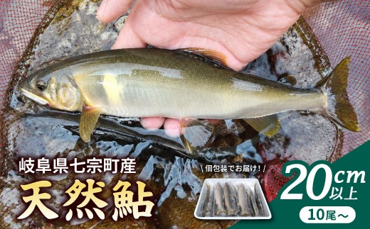 岐阜県産 天然鮎 10尾以上 (20cm以上) 七宗町産 冷凍 鮎 あゆ アユ 直送 天然 魚 川魚