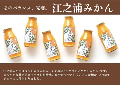 定期便（2カ月ごと全3回）小田原産江之浦みかん１００％ストレートジュース５００ml１２本【 神奈川県 小田原市 】