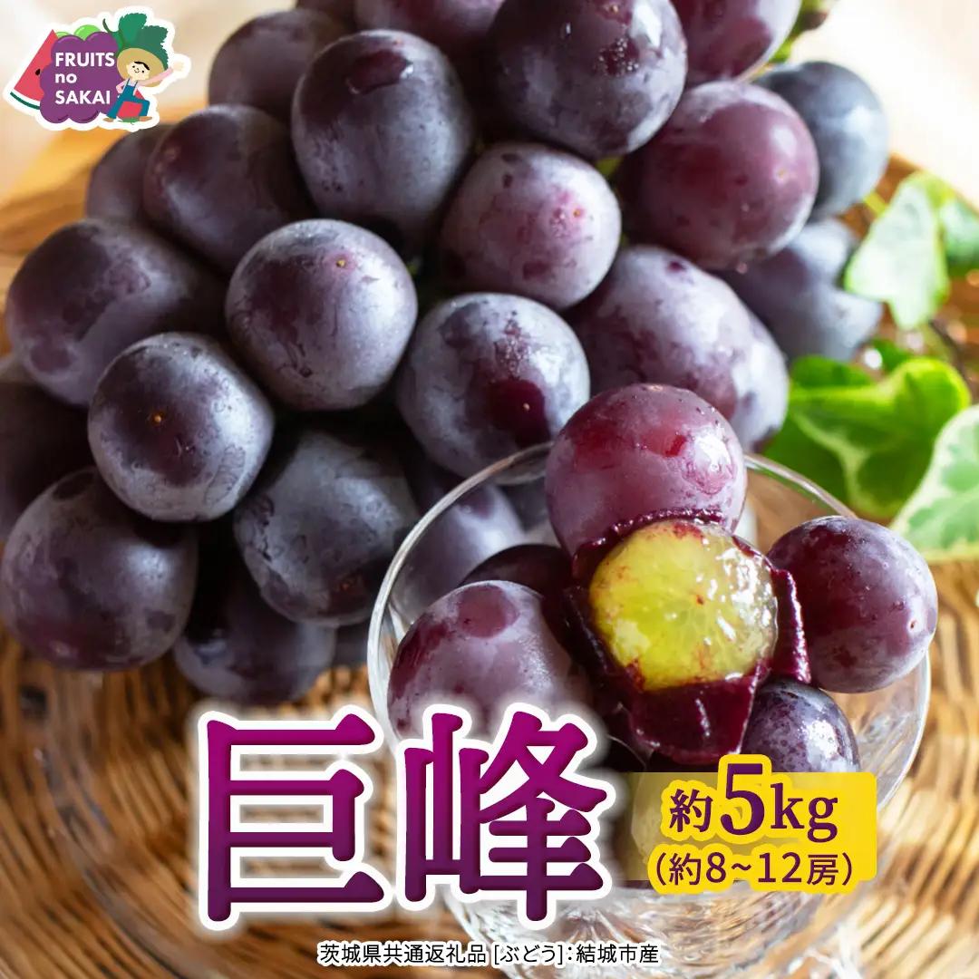 巨峰 約5kg(約8～12房)【2026年7月より発送開始】（茨城県共通返礼品 [ぶどう]：結城市産） │ ぶどう 果物 フルーツ デザート 茨城県 ギフト 高級 旬