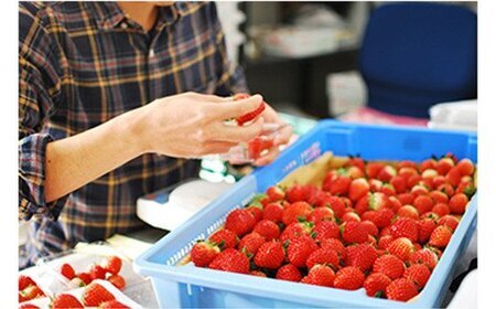 [先行予約] [4ヶ月連続定期便] 澳原いちご農園のスカイベリー定期便 (毎月お届け 計4回)｜いちご イチゴ 苺 フルーツ 果物 産地直送 栃木県産 先行予約 [0482]