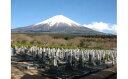 【ふるさと納税】墓地清掃　代行サービス（富士宮市朝霧霊園の墓地限定となります）　静岡県 富士宮市