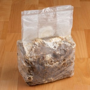 神河しいたけ栽培キット(しいたけ菌床)1個と乾あらげきくらげ・しいたけ粉セット　※10月～4月発送【1355231】