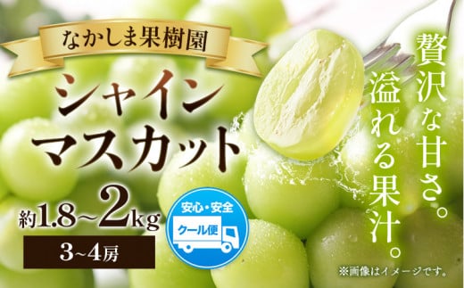 シャインマスカット  約1.8kg ～ 約2kg （ 3～4房 ） マスカット ぶどう 葡萄 フルーツ 果物 旬 なかしま果樹園 《8月下旬-9月末頃出荷》 熊本県 荒尾市 ギフト