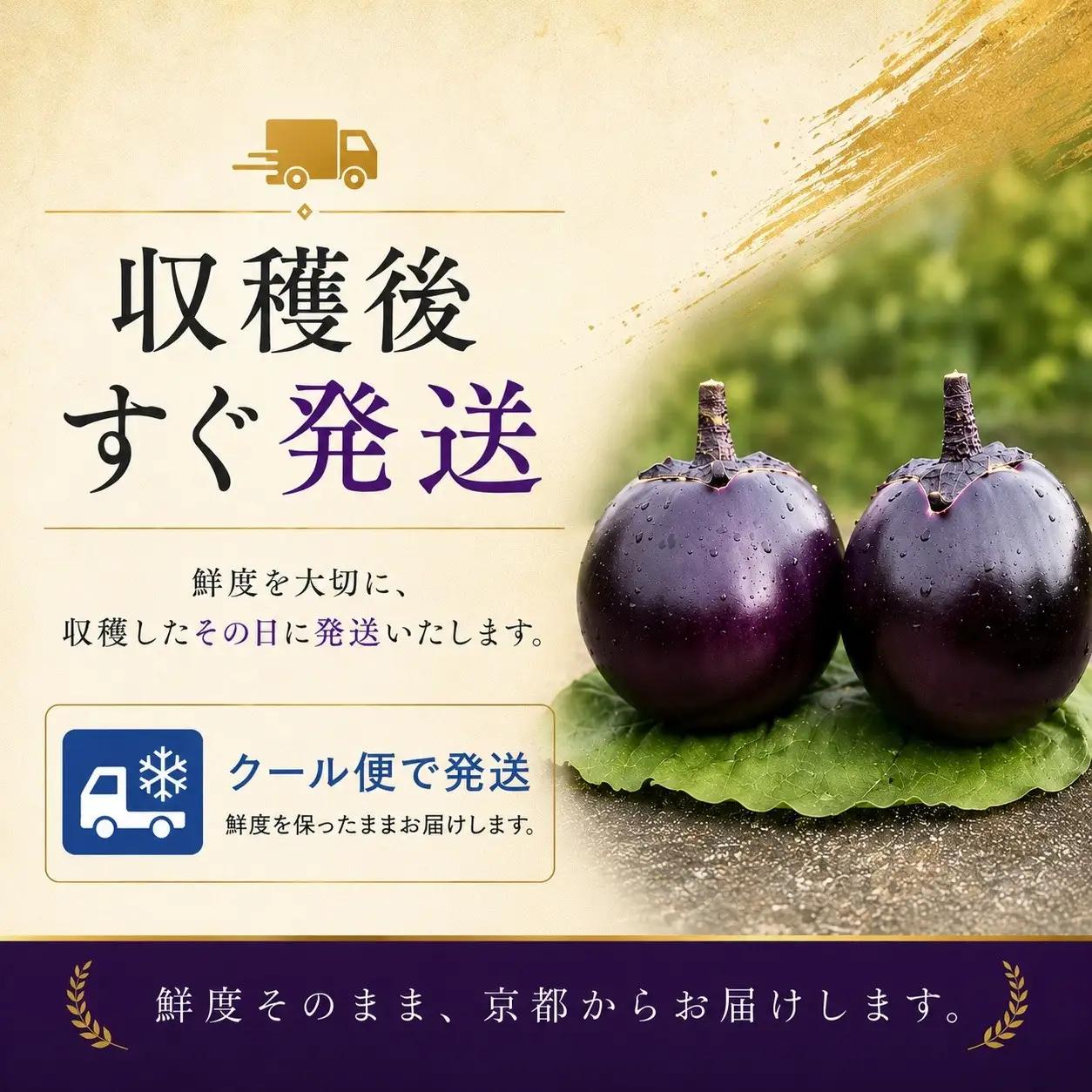 ＜3回定期便2026年7～9月発送＞賀茂茄子（京野菜）6個 約1.5kg×3回 ｜ 野菜