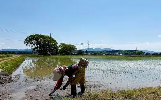 [ 定期1ヶ月毎2回 ] 秋田五城目町産 かとうさんちのあきたこまち 5kg × 1袋 あきたこまち お米 米 こめ コメ 白米 精米 白飯 飯 ご飯 おにぎり 国産 秋田県産 ブランド米 定期便 定