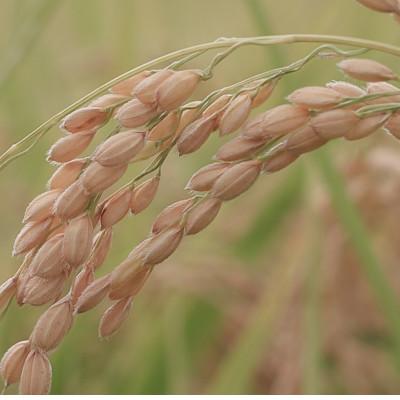 ふるさと納税 南魚沼市 令和6年産　南魚沼産 笠原農園米 コシヒカリ5kg |  | 02